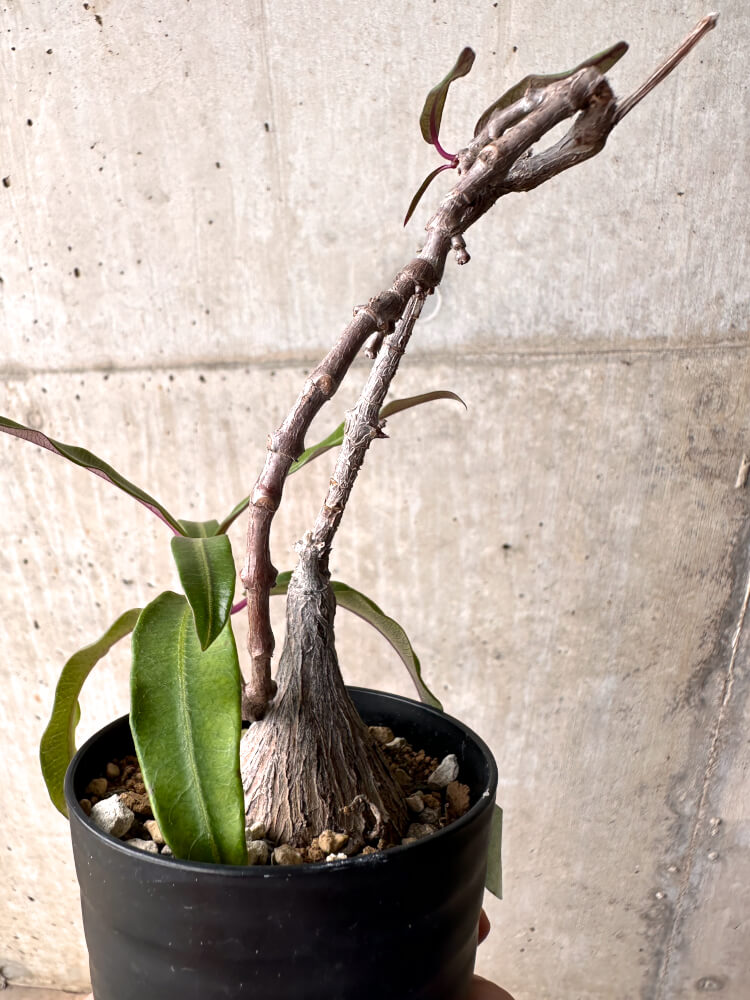 【現品限り】ペトペンチア・ナタレンシス【E47】 Petopentia natalensis