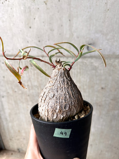 【現品限り】ユーフォルビア・トリカデニア 3年以上管理【E49】 Euphorbia trichadenia
