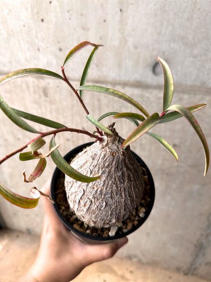 【現品限り】ユーフォルビア・トリカデニア 3年以上管理【E49】 Euphorbia trichadenia