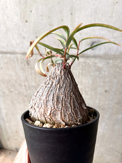 【現品限り】ユーフォルビア・トリカデニア 3年以上管理【E49】 Euphorbia trichadenia