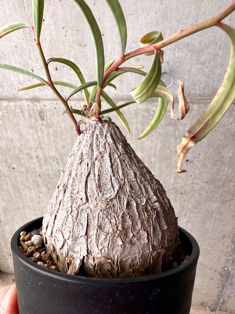 【現品限り】ユーフォルビア・トリカデニア 3年以上管理【E49】 Euphorbia trichadenia