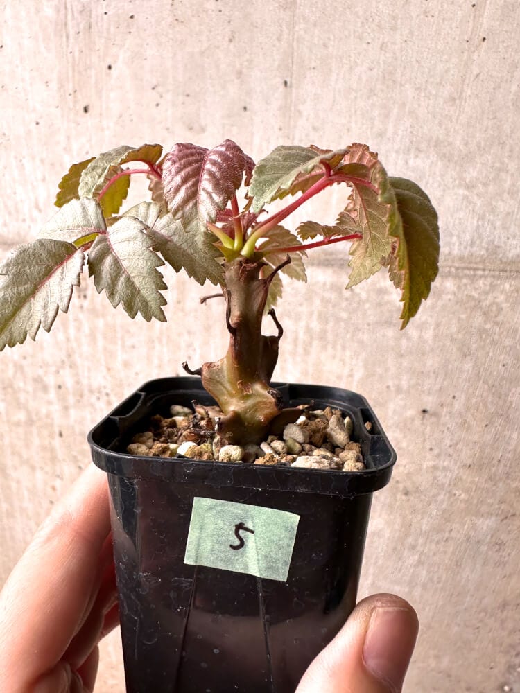 【現品限り】ベイセリア・メキシカーナ【E5】 Beiselia mexicana