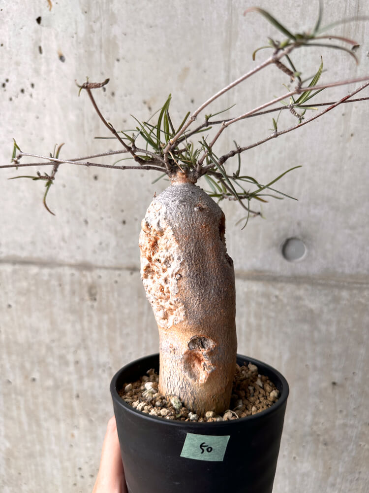 【現品限り】フォッケア カムラ 3年以上管理【E50】 Fockea comaru