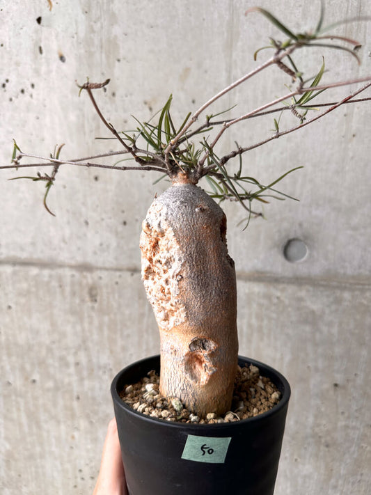 【現品限り】フォッケア カムラ 3年以上管理【E50】 Fockea comaru