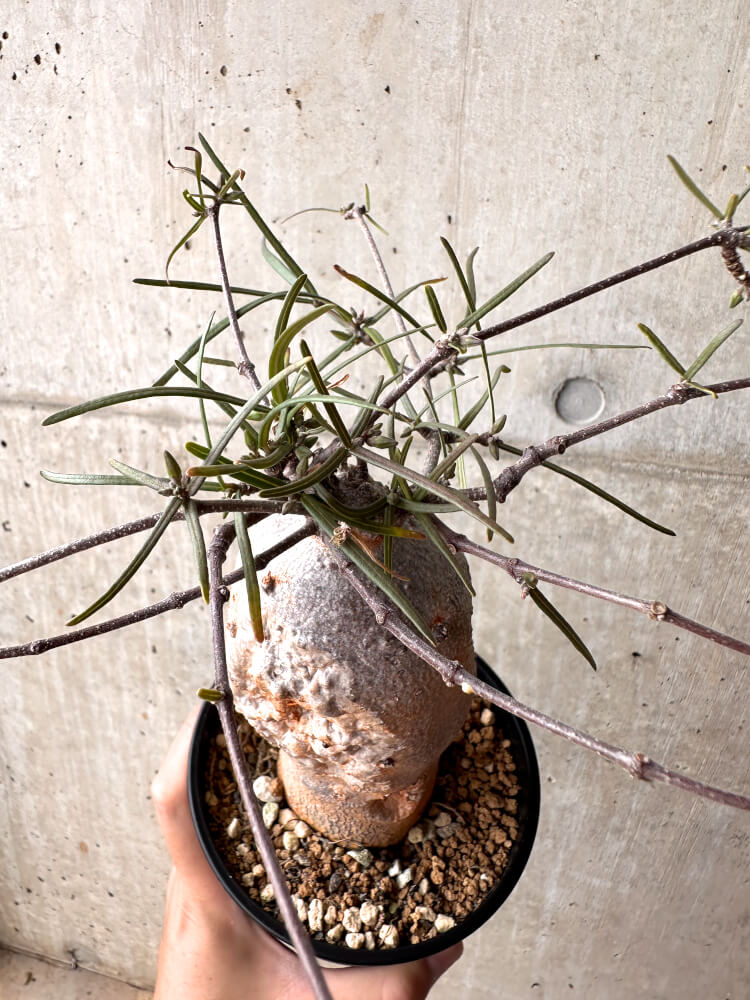 【現品限り】フォッケア カムラ 3年以上管理【E50】 Fockea comaru