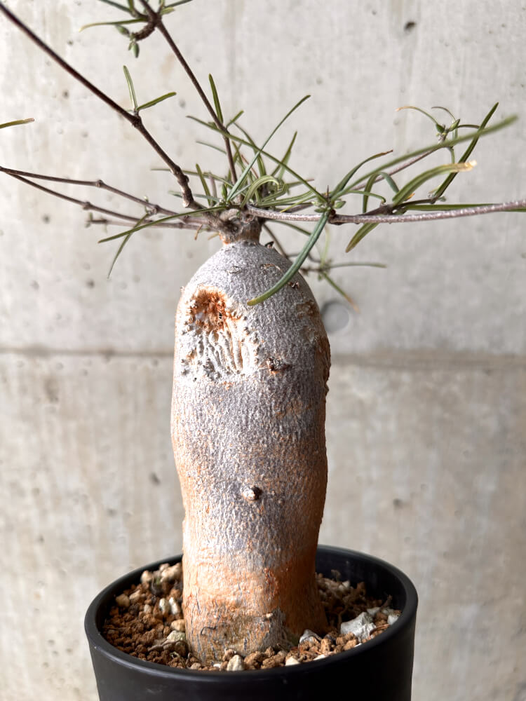 【現品限り】フォッケア カムラ 3年以上管理【E50】 Fockea comaru