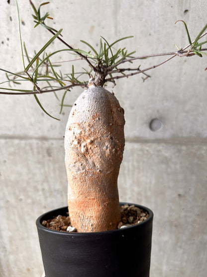 【現品限り】フォッケア カムラ 3年以上管理【E50】 Fockea comaru