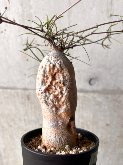 【現品限り】フォッケア カムラ 3年以上管理【E50】 Fockea comaru