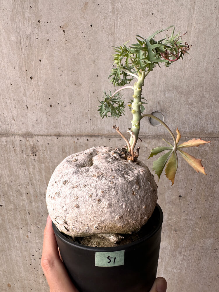 【現品限り】ヤトロファ・ポダグリカ 3年以上管理 サンゴ油桐【E51】 Jatropha podagrica