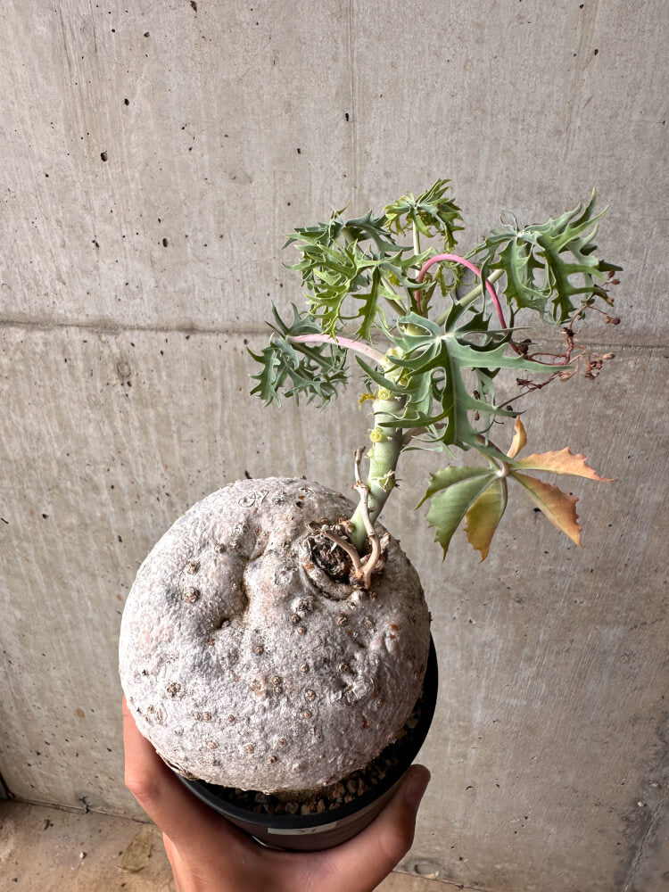 【現品限り】ヤトロファ・ポダグリカ 3年以上管理 サンゴ油桐【E51】 Jatropha podagrica