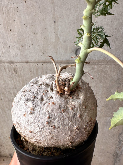 【現品限り】ヤトロファ・ポダグリカ 3年以上管理 サンゴ油桐【E51】 Jatropha podagrica