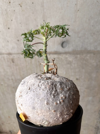 【現品限り】ヤトロファ・ポダグリカ 3年以上管理 サンゴ油桐【E51】 Jatropha podagrica