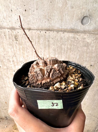 【現品限り】アフリカ亀甲竜 12cmポット【E52】 Dioscorea elephantipes