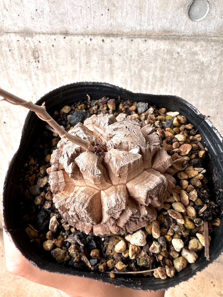 【現品限り】アフリカ亀甲竜 12cmポット【E52】 Dioscorea elephantipes