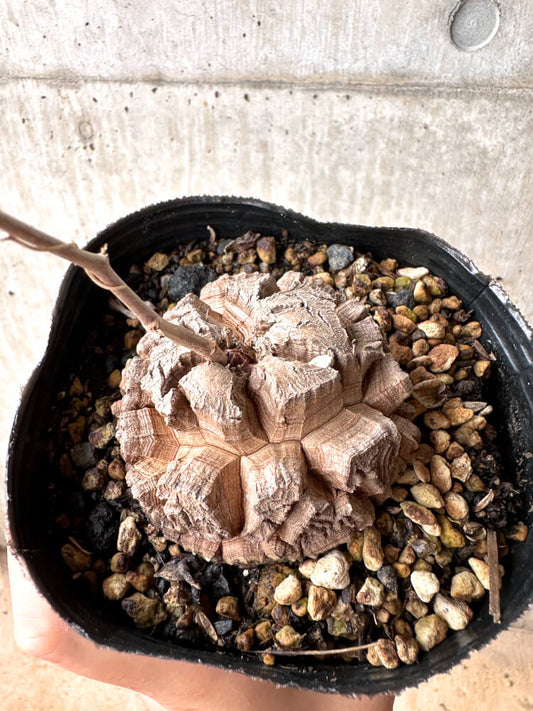 【現品限り】アフリカ亀甲竜 12cmポット【E52】 Dioscorea elephantipes