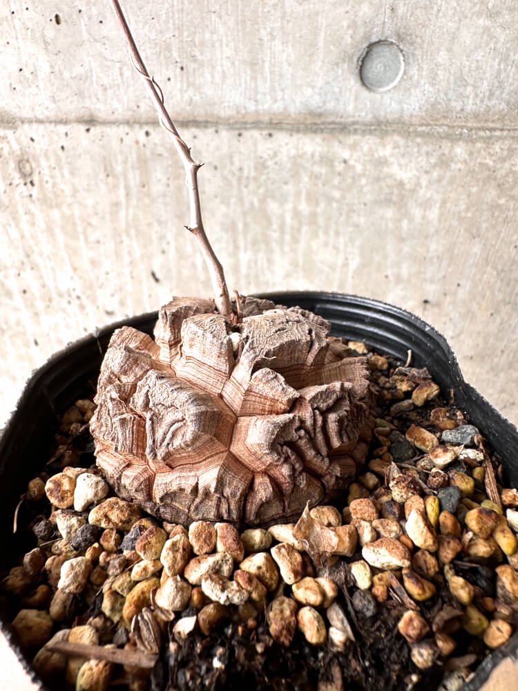 【現品限り】アフリカ亀甲竜 12cmポット【E52】 Dioscorea elephantipes