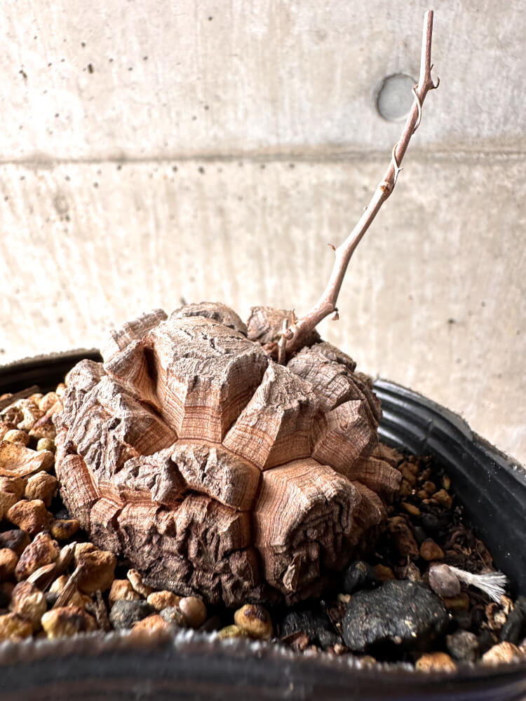 【現品限り】アフリカ亀甲竜 12cmポット【E52】 Dioscorea elephantipes