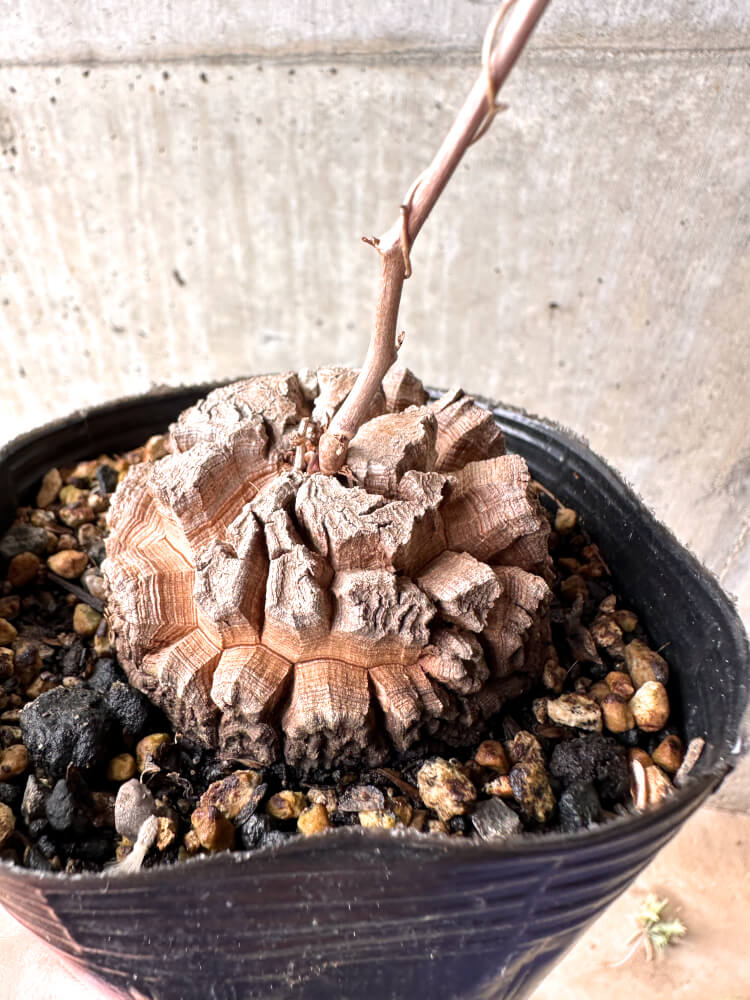 【現品限り】アフリカ亀甲竜 12cmポット【E52】 Dioscorea elephantipes