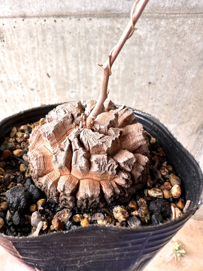 【現品限り】アフリカ亀甲竜 12cmポット【E52】 Dioscorea elephantipes