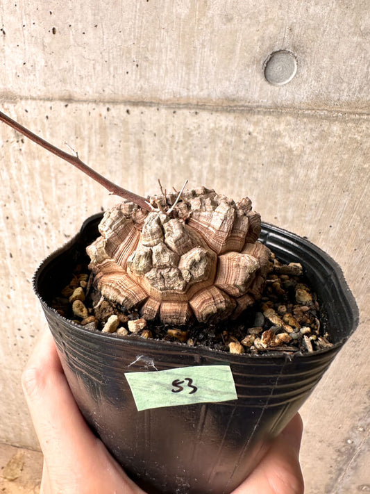 【現品限り】アフリカ亀甲竜 12cmポット【E53】 Dioscorea elephantipes