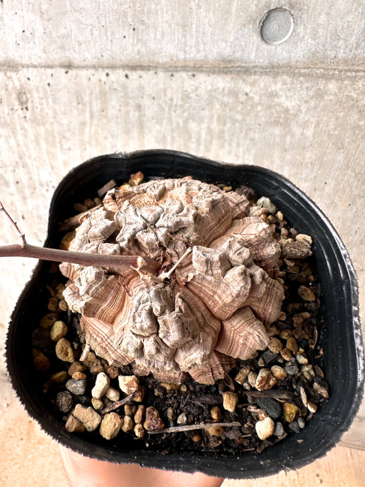 【現品限り】アフリカ亀甲竜 12cmポット【E53】 Dioscorea elephantipes
