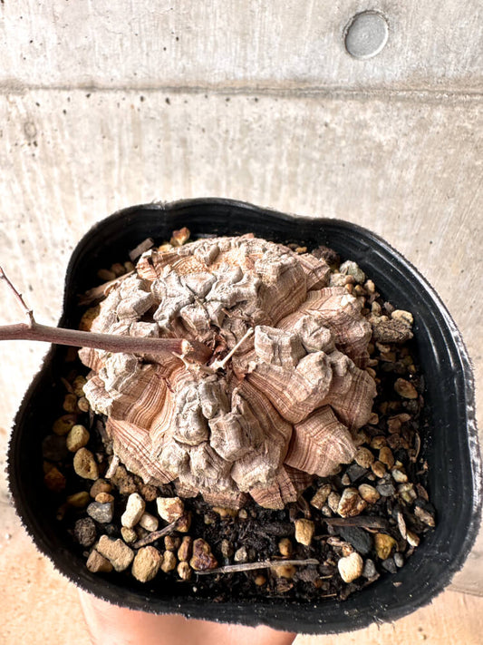 【現品限り】アフリカ亀甲竜 12cmポット【E53】 Dioscorea elephantipes