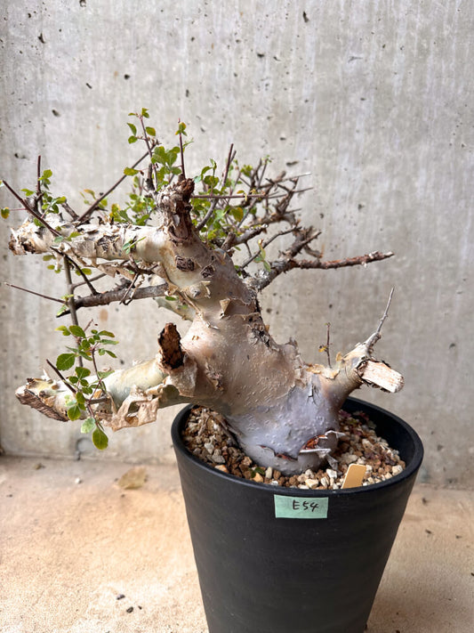 【現品限り】コミフォラ・カタフ ターカネンシス 大株 発根済み 2年以上管理【E54】 Commiphora kataf turkanensis