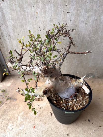 【現品限り】コミフォラ・カタフ ターカネンシス 大株 発根済み 2年以上管理【E54】 Commiphora kataf turkanensis