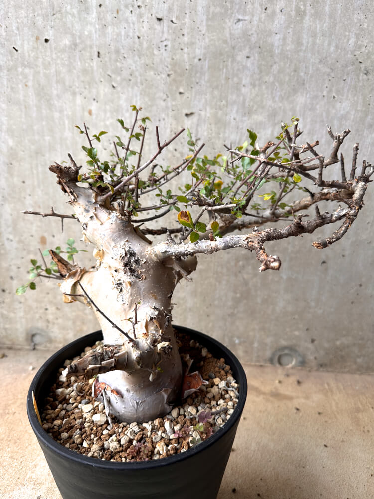 【現品限り】コミフォラ・カタフ ターカネンシス 大株 発根済み 2年以上管理【E54】 Commiphora kataf turkanensis
