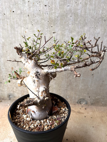 【現品限り】コミフォラ・カタフ ターカネンシス 大株 発根済み 2年以上管理【E54】 Commiphora kataf turkanensis