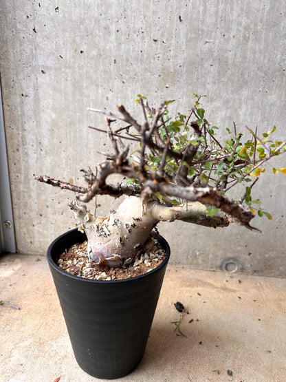 【現品限り】コミフォラ・カタフ ターカネンシス 大株 発根済み 2年以上管理【E54】 Commiphora kataf turkanensis