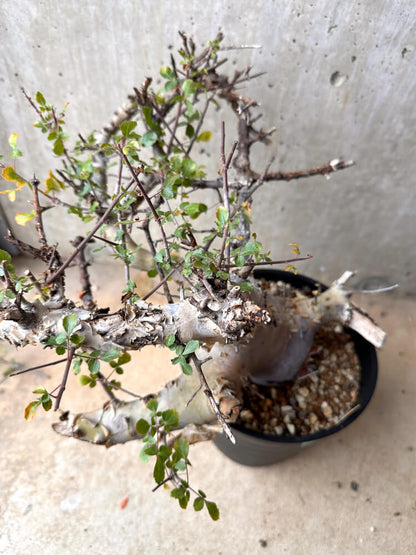 【現品限り】コミフォラ・カタフ ターカネンシス 大株 発根済み 2年以上管理【E54】 Commiphora kataf turkanensis