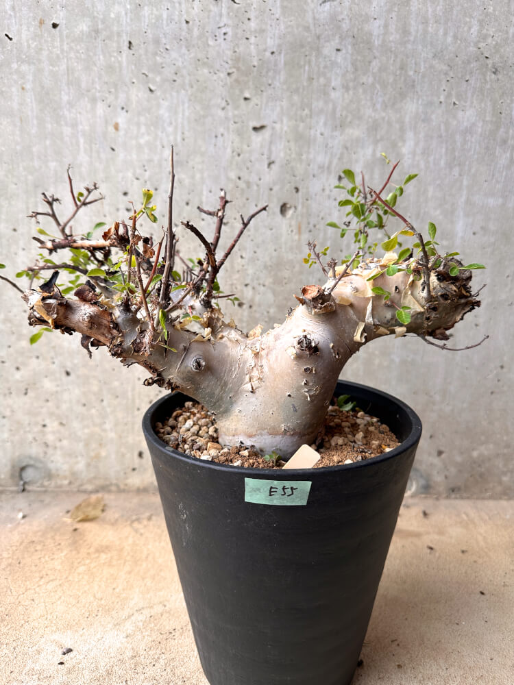 【現品限り】コミフォラ・カタフ ターカネンシス 大株 発根済み 2年以上管理【E55】 Commiphora kataf turkanensis