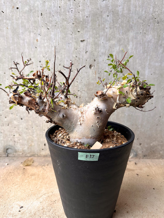 【現品限り】コミフォラ・カタフ ターカネンシス 大株 発根済み 2年以上管理【E55】 Commiphora kataf turkanensis