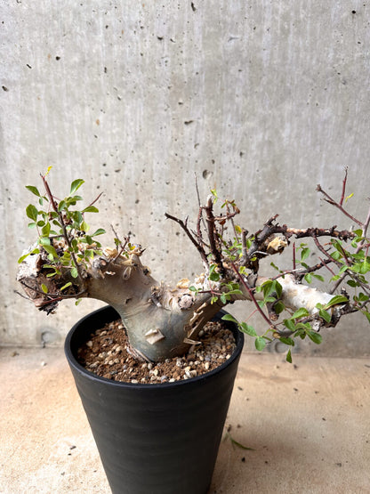 【現品限り】コミフォラ・カタフ ターカネンシス 大株 発根済み 2年以上管理【E55】 Commiphora kataf turkanensis