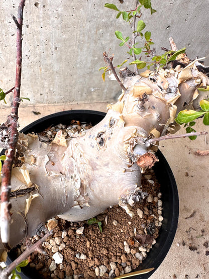 【現品限り】コミフォラ・カタフ ターカネンシス 大株 発根済み 2年以上管理【E55】 Commiphora kataf turkanensis