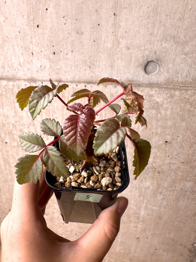 【現品限り】ベイセリア・メキシカーナ【E5】 Beiselia mexicana