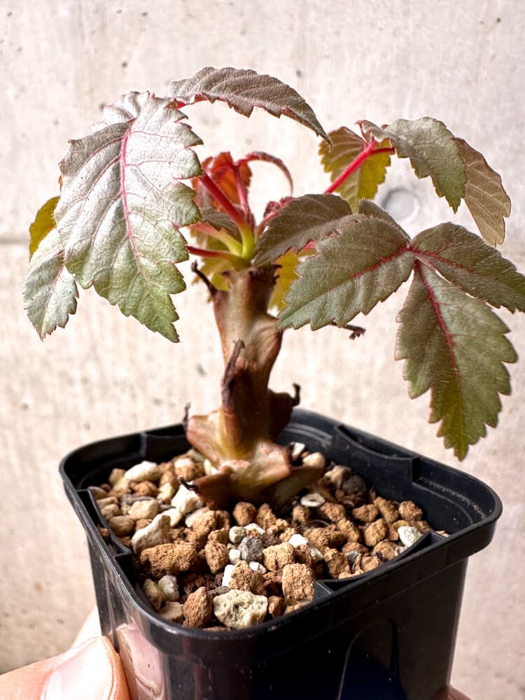 【現品限り】ベイセリア・メキシカーナ【E5】 Beiselia mexicana