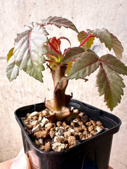 【現品限り】ベイセリア・メキシカーナ【E5】 Beiselia mexicana