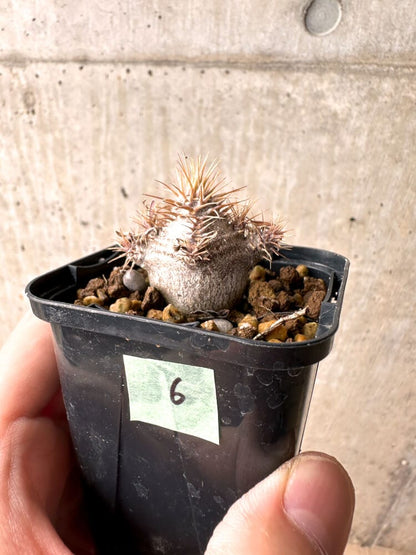 【現品限り】パキポディウム・グラキリス 実生【E6】 Pachypodium gracilius