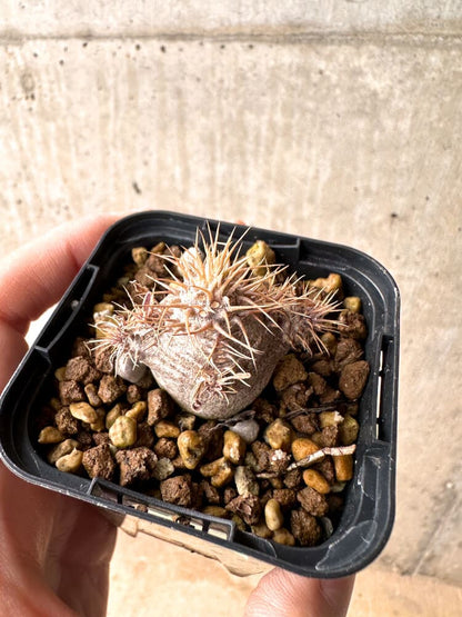 【現品限り】パキポディウム・グラキリス 実生【E6】 Pachypodium gracilius