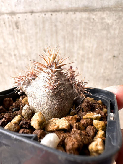 【現品限り】パキポディウム・グラキリス 実生【E6】 Pachypodium gracilius