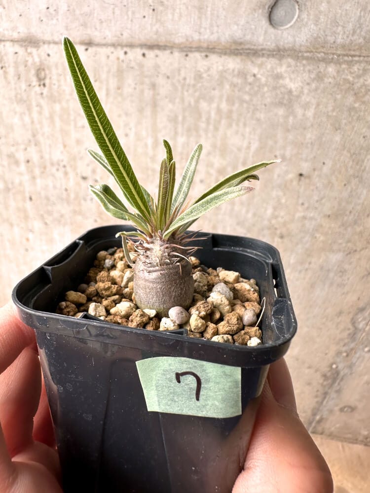 【現品限り】パキポディウム・グラキリス 実生【E7】 Pachypodium gracilius