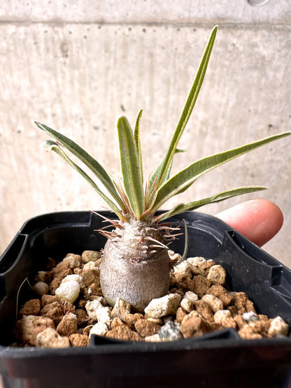 【現品限り】パキポディウム・グラキリス 実生【E7】 Pachypodium gracilius