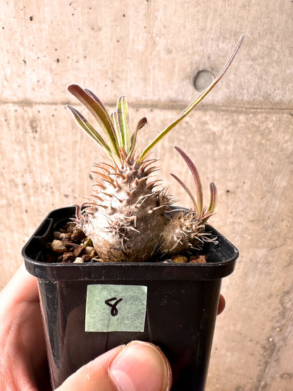 【現品限り】パキポディウム・グラキリス 実生【E8】 Pachypodium gracilius