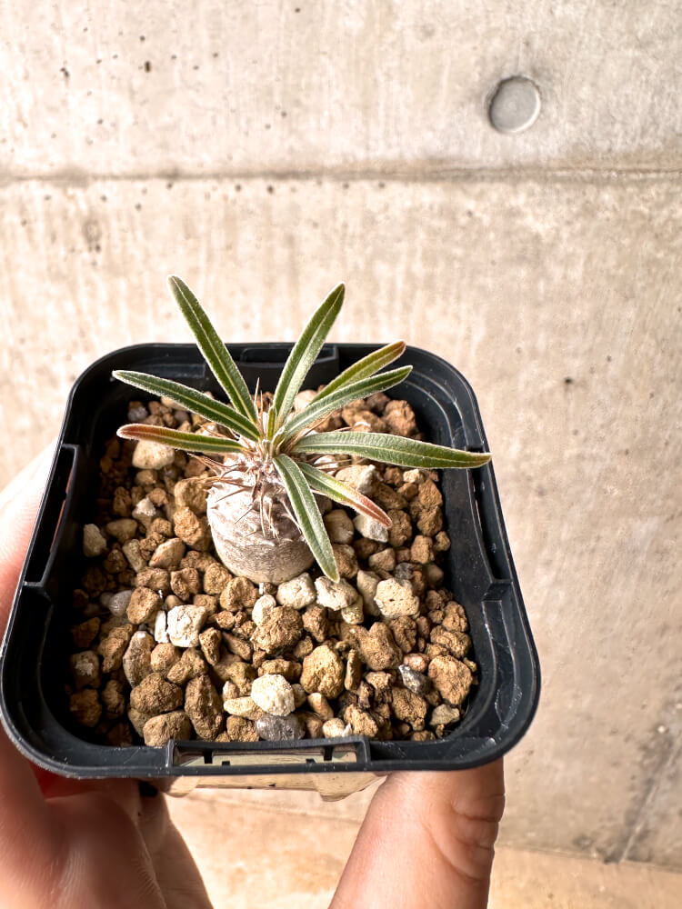 【現品限り】パキポディウム・グラキリス 実生【E9】 Pachypodium gracilius