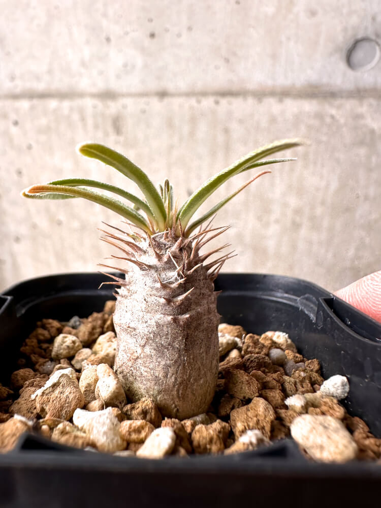 現品限り】パキポディウム・グラキリス 実生【E9】 Pachypodium