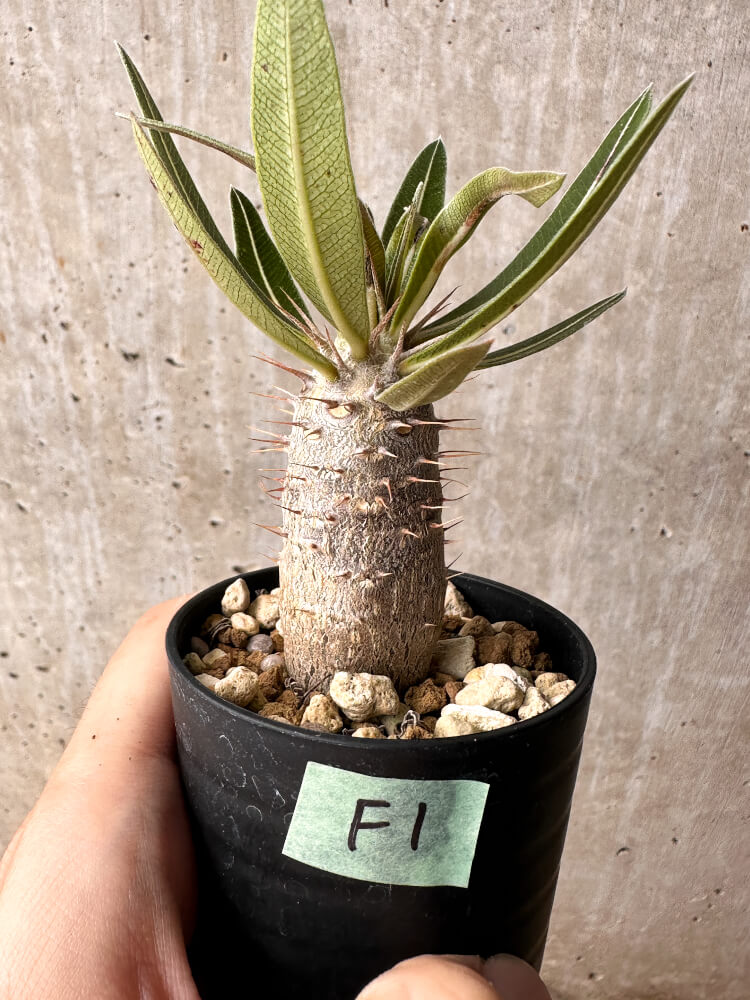 【現品限り】パキポディウム・カクチペス【F1】 Pachypodium cactipes