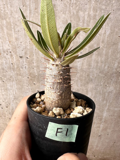 【現品限り】パキポディウム・カクチペス【F1】 Pachypodium cactipes