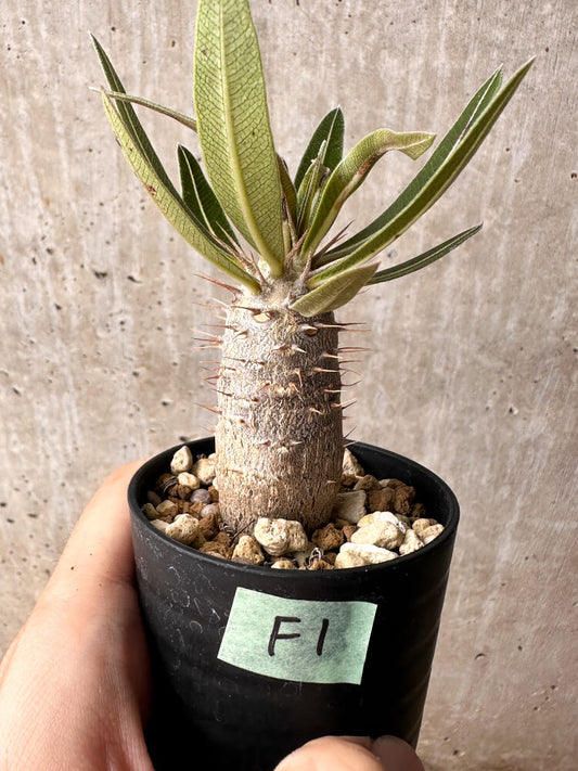 【現品限り】パキポディウム・カクチペス【F1】 Pachypodium cactipes